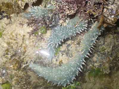 Sponge- Phylum Porifera (Hantu)
