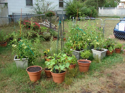 veggie garden