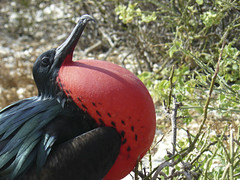 frigate birds with strong beaks used to steal food