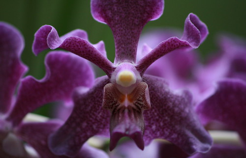 orchids (by mintyfreshflavor)