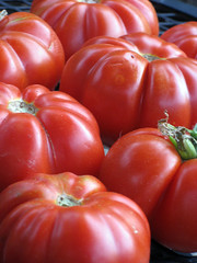 costoluto tomatoes