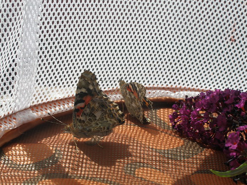 Two butterflies have emerged