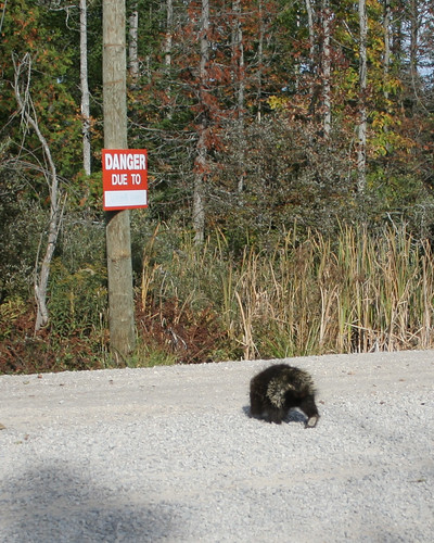 Danger Due to Porcupine Crossing