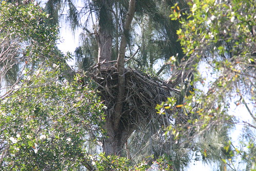 Bald Eagle Nest 20081017