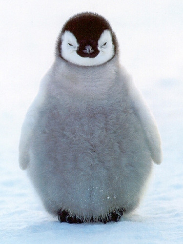 cute-baby-penguins. Penguin went into the match with ferocity only the above 