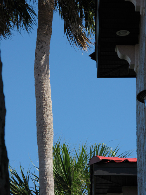 composition with palm tree, Weeki Wachee, Florida