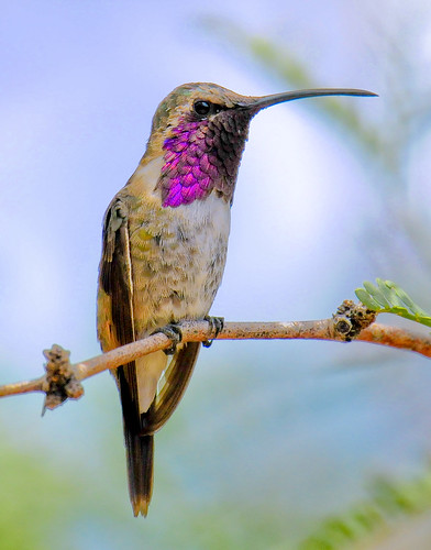 Lucifer Hummingbird -male_4