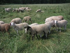 hair x wool lambs grazing in Western Maryland
