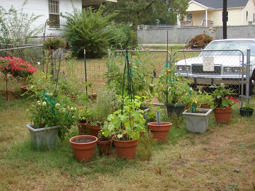 vegetable garden part 1