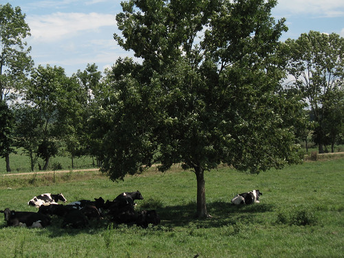 127 Yard Sale - Cows in the Shade