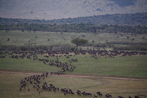 你拍攝的 13 Masai Mara - Balloon Safari - Migration。