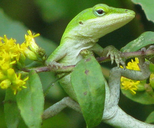 baby Green Anole just hanging around