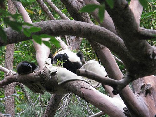 樹上還藏了一隻小熊貓.JPG