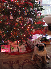 norman with the christmas tree 2008