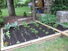 Backyard Vegetable Garden