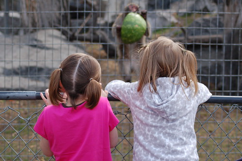 Grace and Olivia Watching the Baboon
