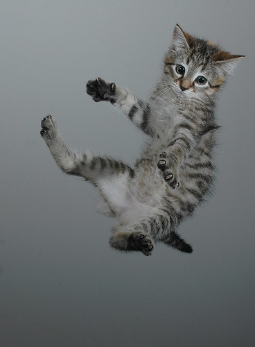 フリー写真素材|動物|哺乳類|ネコ科|猫・ネコ|跳ぶ・ジャンプ|