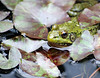 Frog Prince PAD #1163 