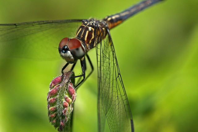 Blue Dasher (Pachydiplax longipennis) male