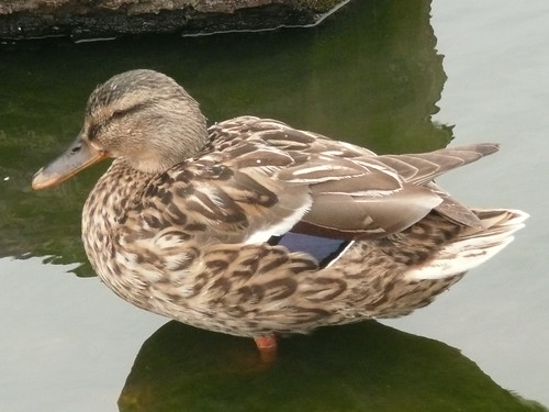 Mallard at Pen Ponds, Richmond Park