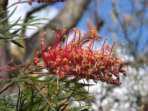 Another grevillea