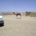Afghan Camel