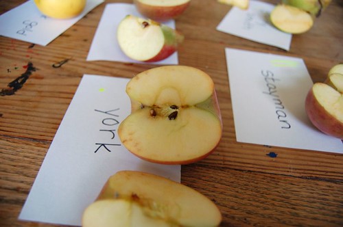 taste testing apples