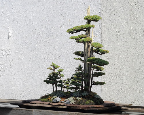 japanese maple bonsai tree. your Japanese maple tree