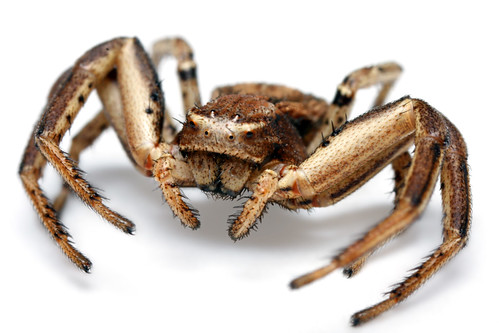 Crab Spider 4