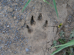 Asturias - Huella de lobo - Footprint wolf