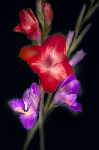 Red and Purple Gladiola