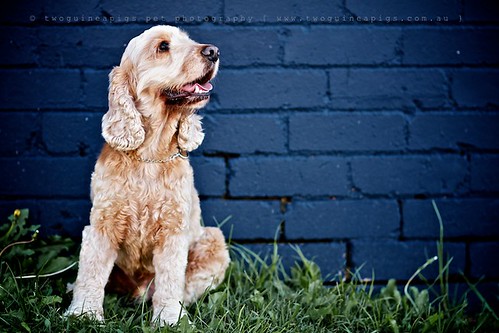 Buddy Cocker Spaniel by twoguineapigs pet photography, dog portrait