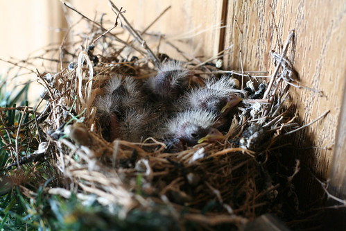 Baby Finches