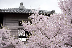 2008高遠城址公園桜まつり 2