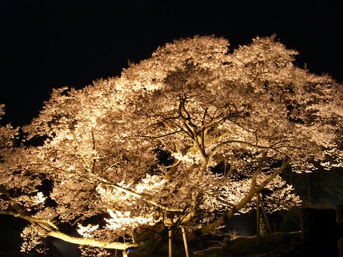 仏隆寺（千年桜）ライトアップ-05