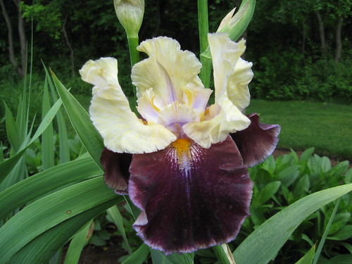Cream & Purple Iris