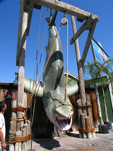 大鯊魚.JPG