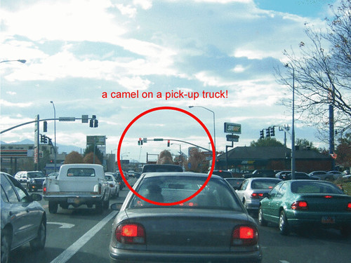 camel on truck