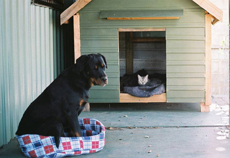 dog kicked out of dog house