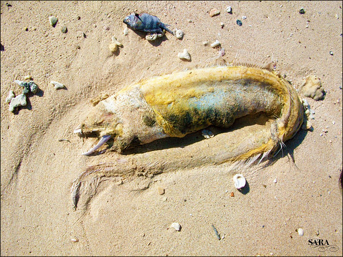 Dead sea monster