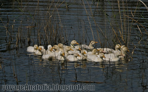 Ducklings at Letoon by voyageAnatolia.blogspot.com