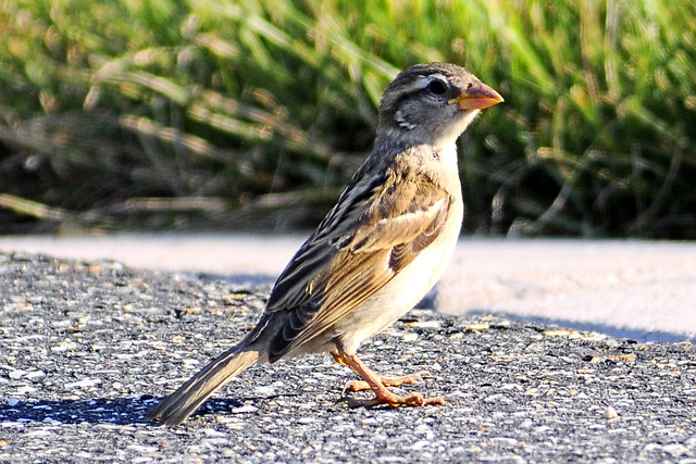 driveway sparrow