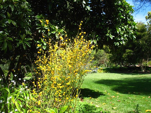 Kerria japonica (Blake Garden)