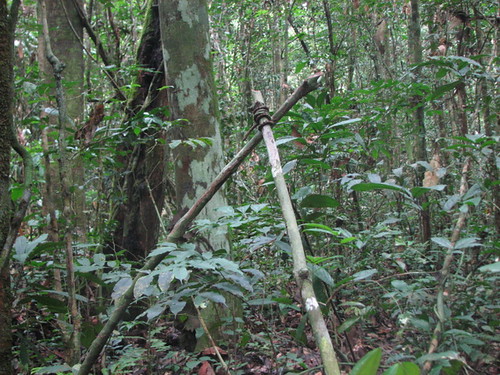 a small mammal trap in the D12 forest