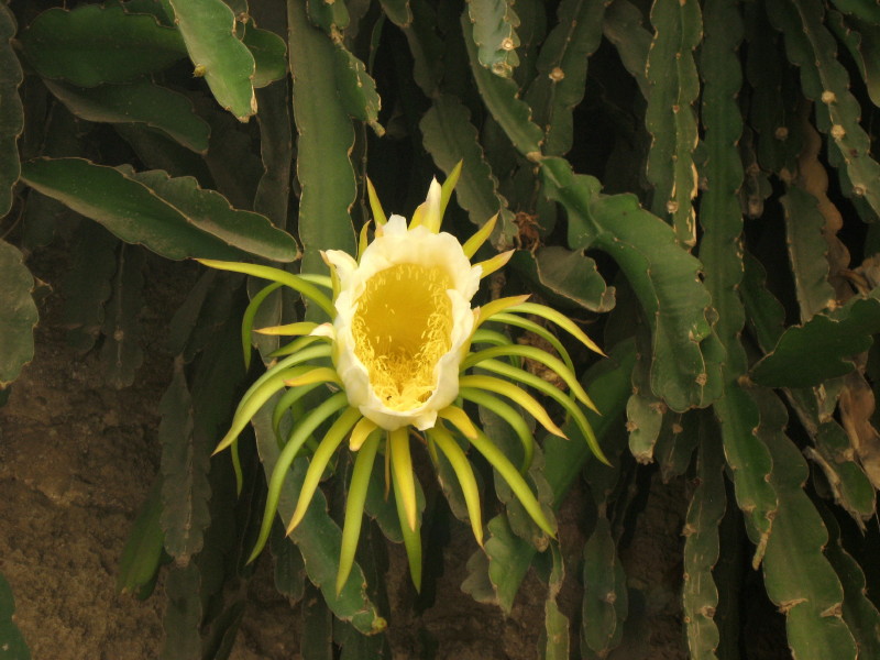 11-8-2008-cactusflower