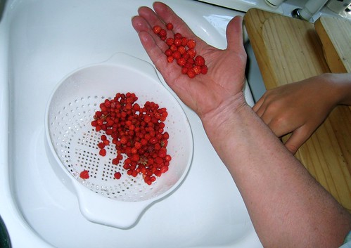 cleaning berries