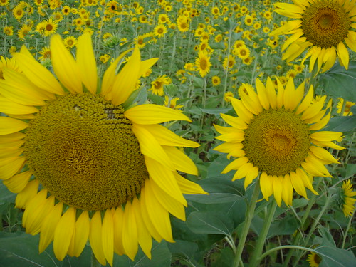Helianthus annus (Sunflower)