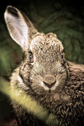 rabbit - looking at you!
