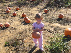 Little pumpkin picker