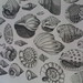Shells by Piranesi